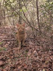 Lost Male Cat last seen Coronado way, Reno, NV 89503