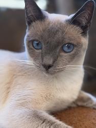 Reunited Female Cat last seen Ellis Lake Concord, Concord, CA 94519