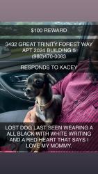 Lost Female Dog last seen wadsworth and great trinity forest way, Dallas, TX 75216