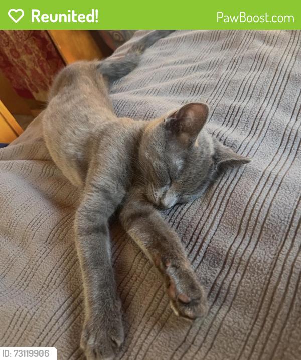 Reunited Male Cat last seen Near Portola Court/Mobile Home Park, Santa Cruz, CA 95062