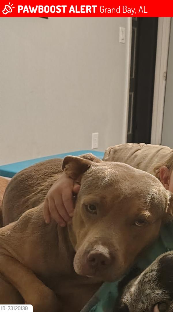 Lost Male Dog last seen Old pascagoula Rd & March Rd., Grand Bay, AL 36541