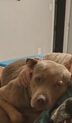 Lost Male Dog last seen Old pascagoula Rd & March Rd., Grand Bay, AL 36541