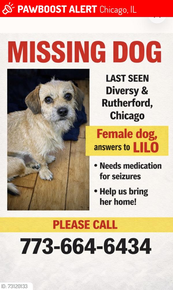 Lost Female Dog last seen Diversey, Chicago, IL 60707