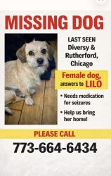 Lost Female Dog last seen Diversey, Chicago, IL 60707
