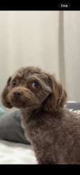 Reunited Female Dog last seen Hollywood, Lake Mead, Sunrise Manor, NV 89156