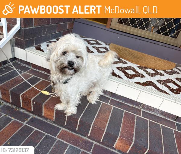 Found/Stray Female Dog last seen Ifield St, McDowall, QLD 4053