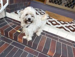 Found/Stray Female Dog last seen Ifield St, McDowall, QLD 4053