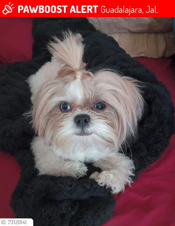 Lost Male Dog last seen Calle Nubia y Calle Del Senado, Guadalajara, Jal. 44750