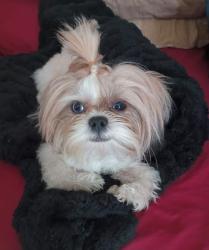 Lost Male Dog last seen Calle Nubia y Calle Del Senado, Guadalajara, Jal. 44750