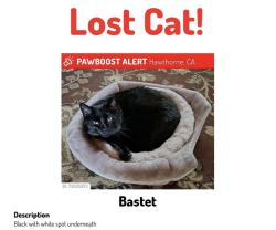 Lost Female Cat last seen Hawthorne city hall, Hawthorne, CA 90250