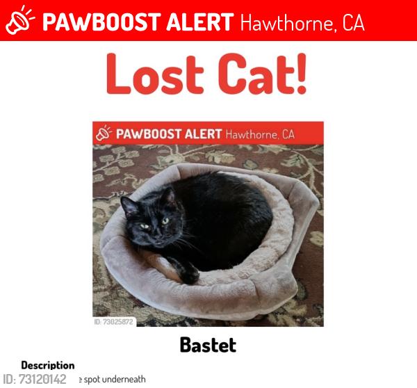 Lost Female Cat last seen Hawthorne city hall, Hawthorne, CA 90250