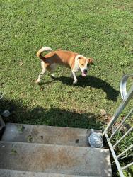 Found/Stray Male Dog last seen old hwy 20, Leighton, AL 35646