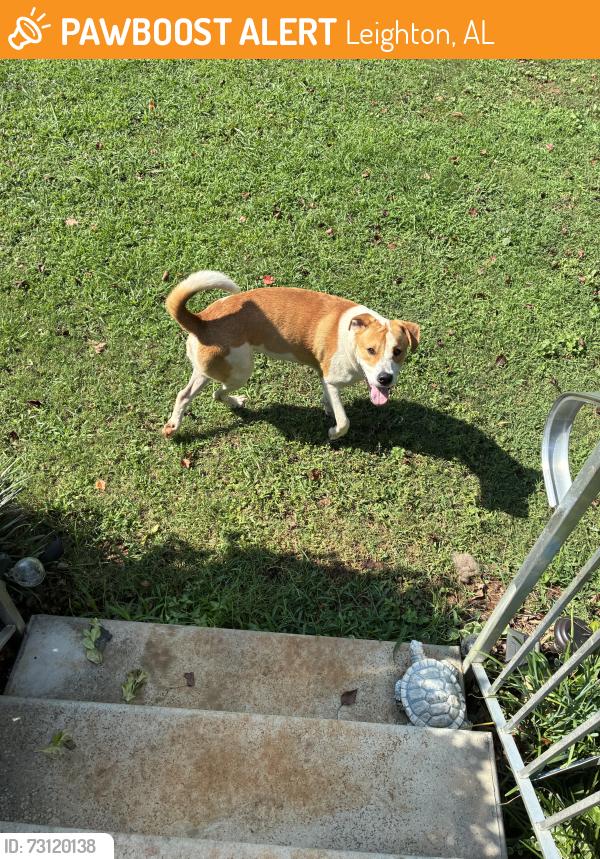 Found/Stray Male Dog last seen old hwy 20, Leighton, AL 35646