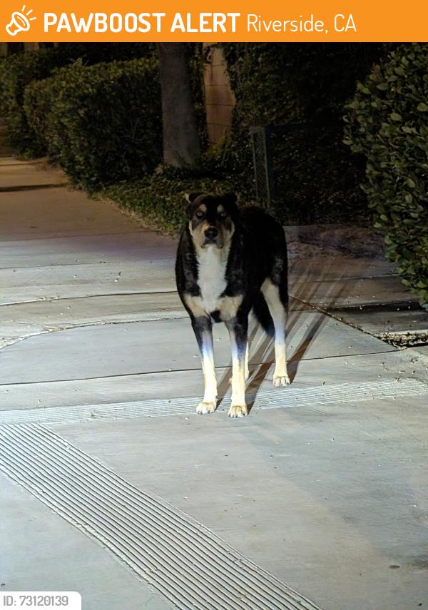 Found/Stray Unknown Dog last seen Lincoln Avenue & Jackson Street, Riverside, CA 92504