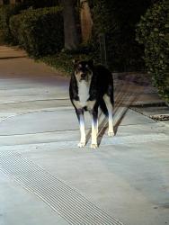 Found/Stray Unknown Dog last seen Lincoln Avenue & Jackson Street, Riverside, CA 92504