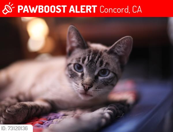 Lost Female Cat last seen Ellis, Concord, CA 94519