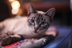 Lost Female Cat last seen Ellis, Concord, CA 94519