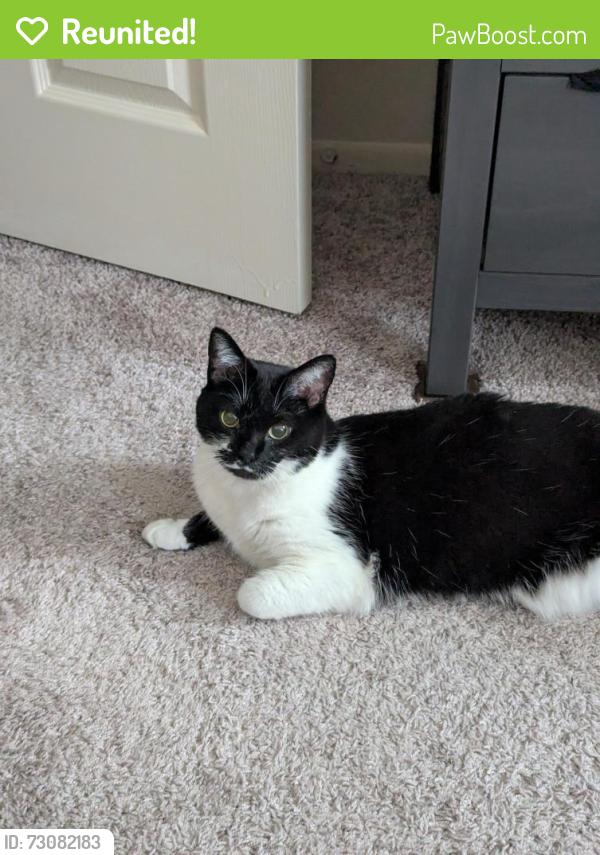 Reunited Female Cat last seen Melville Rd and Old York Rd, Baltimore, MD 21218