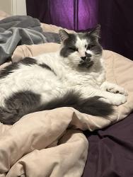 Reunited Male Cat last seen Duchess community college, Fairview, NY 12601