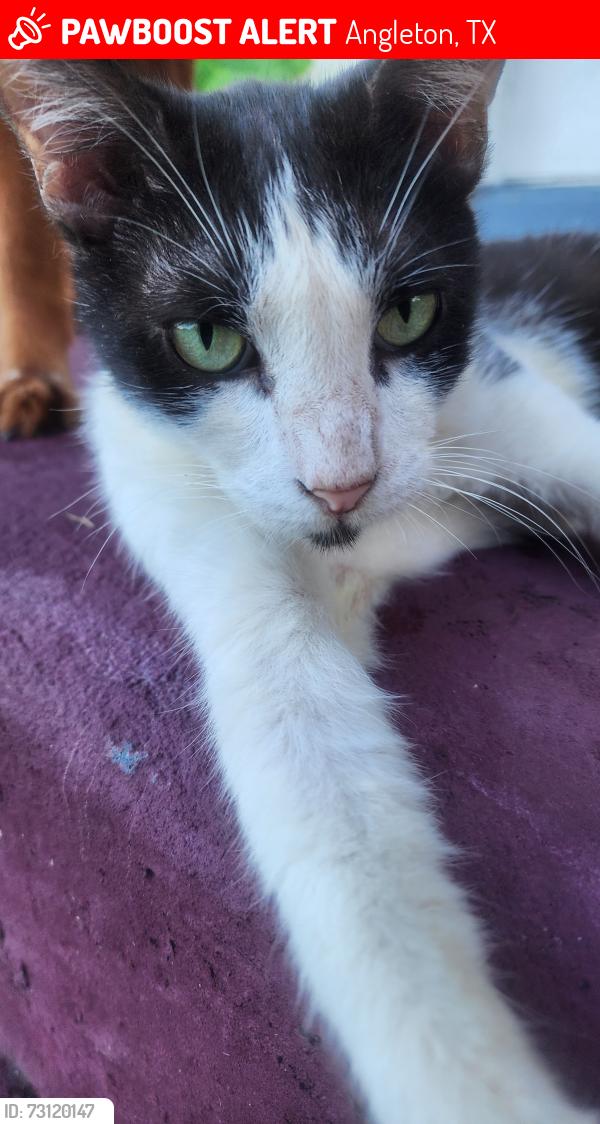 Lost Male Cat last seen North Valderas and East cedar st, Angleton, TX 77515
