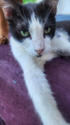 Lost Male Cat last seen North Valderas and East cedar st, Angleton, TX 77515
