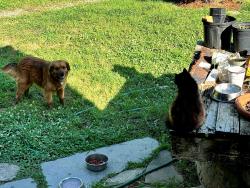 Reunited Female Dog last seen Mt Alto Rd SW Rome GA, Rome, GA 30165