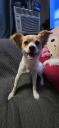 Lost Male Dog last seen Avalon and martin luther king jr, Los Angeles, CA 90011