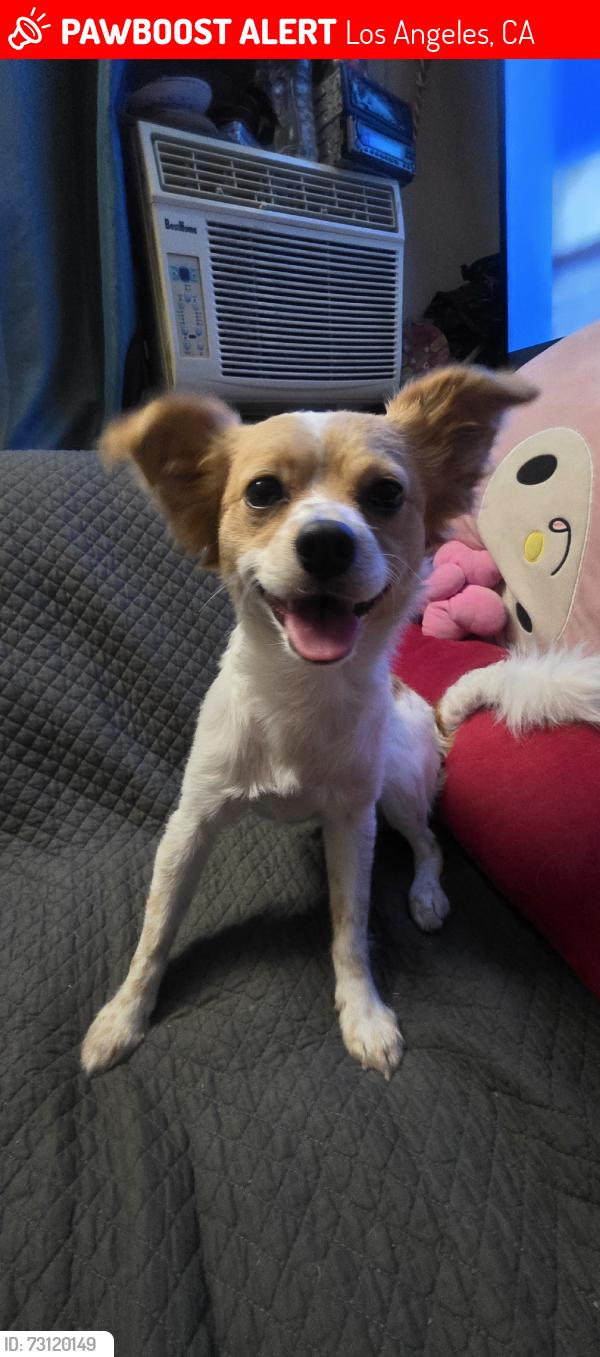 Lost Male Dog last seen Avalon and martin luther king jr, Los Angeles, CA 90011