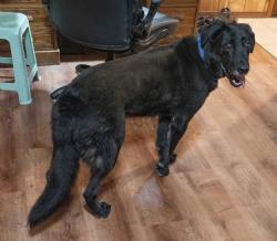 Reunited Male Dog last seen Washinton and Manhatten St., Riverside, CA 92504