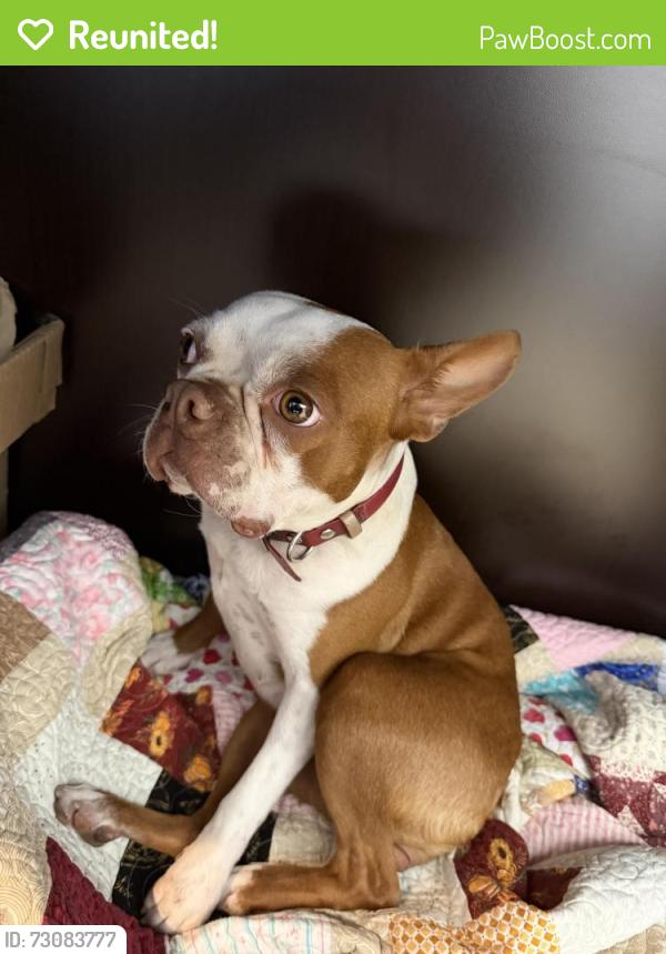 Reunited Female Dog last seen Olive and 26th St, Rogers, AR 72756