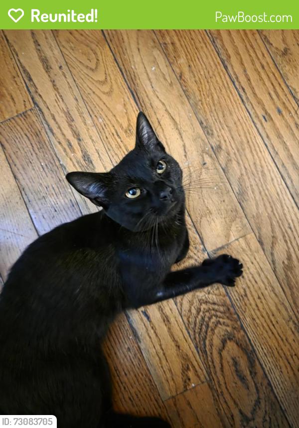 Reunited Male Cat last seen Corner of C St/School St, Lowell, MA 01851