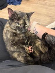 Found/Stray Female Cat last seen Camden Park apmts on Dupont Rd, Fort Wayne, IN 46845