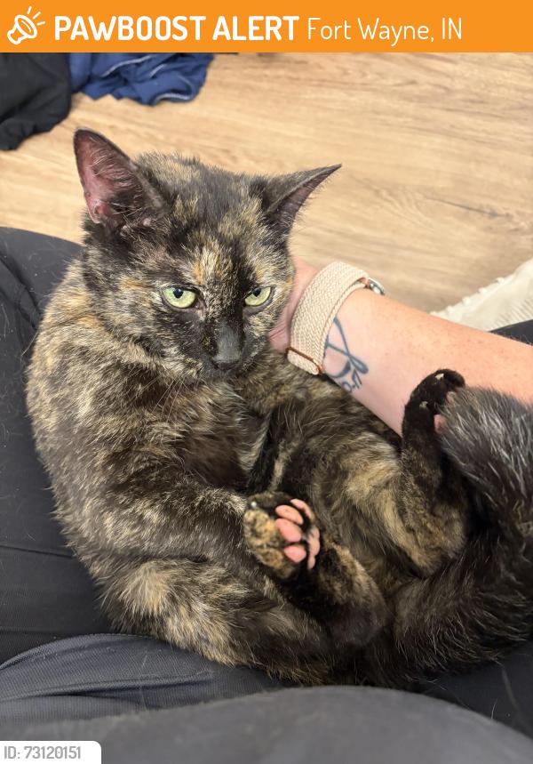 Found/Stray Female Cat last seen Camden Park apmts on Dupont Rd, Fort Wayne, IN 46845