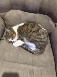 Reunited Female Cat last seen Quikmart on flowing wells road, Tucson, AZ 85705