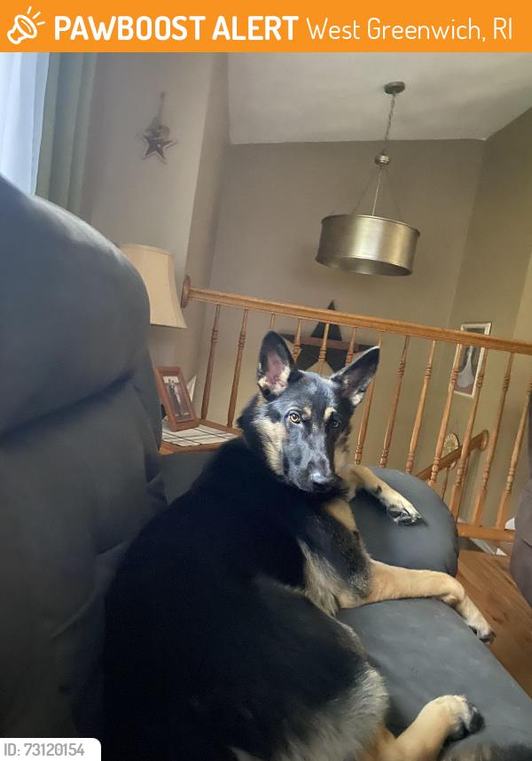 Found/Stray Female Dog last seen Sharpe st and 102, West Greenwich, RI 02817