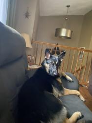Found/Stray Female Dog last seen Sharpe st and 102, West Greenwich, RI 02817