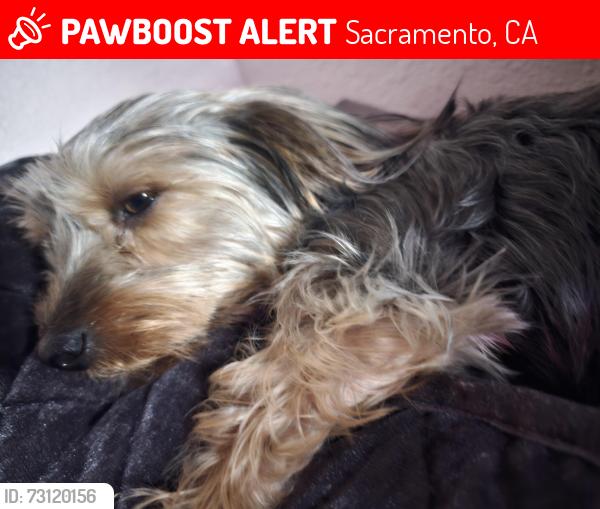 Lost Female Dog last seen Lemonhill ave 65th express way, Sacramento, CA 95824