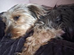 Lost Female Dog last seen Lemonhill ave 65th express way, Sacramento, CA 95824