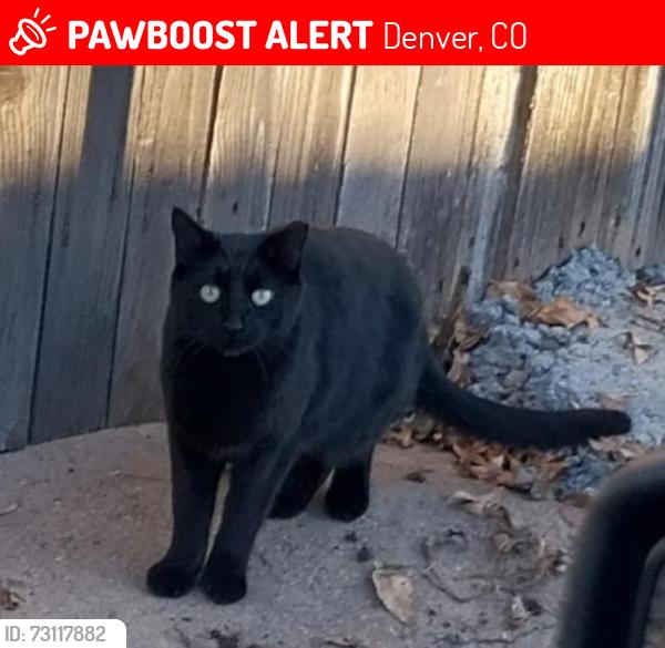 Lost Unknown Cat last seen Bayaud st & Irving Ave Denver 80219, Denver, CO 80219