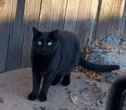 Lost Unknown Cat last seen Bayaud st & Irving Ave Denver 80219, Denver, CO 80219