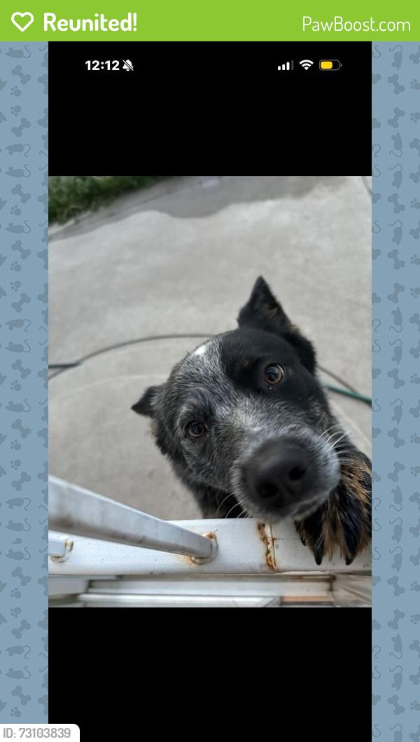 Reunited Male Dog last seen W 2nd Ave & Bryant St, Denver, CO 80219, USA, Denver, CO 80219