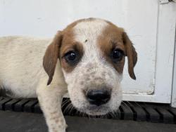 Shelter Stray Male Dog last seen Near BLOCK BYRON ST, PERRIS, CA, 6851 Van Buren Boulevard, Jurupa Valley, CA 92509, USA