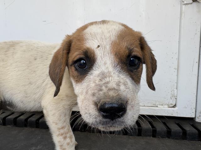 Shelter Stray Male Dog last seen Near BLOCK BYRON ST, PERRIS, CA, 6851 Van Buren Boulevard, Jurupa Valley, CA 92509, USA