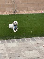 Reunited Male Dog last seen Unser and ladera, Albuquerque, NM 87120