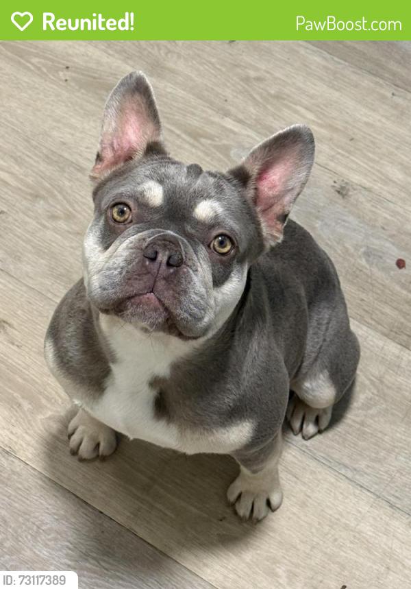 Reunited Female Dog last seen 24th and T street, Sacramento, CA 95818