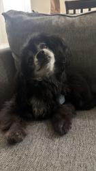 Lost Male Dog last seen San Bruno & Carmel country road, San Diego, CA 92130