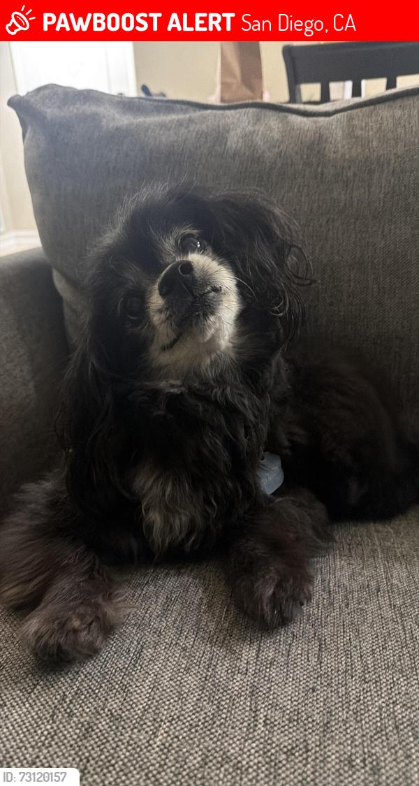 Lost Male Dog last seen San Bruno & Carmel country road, San Diego, CA 92130