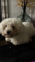 Reunited Male Dog last seen Near Bryce Meadow Ln, Houston, TX 77047, USA, Houston, TX 77047