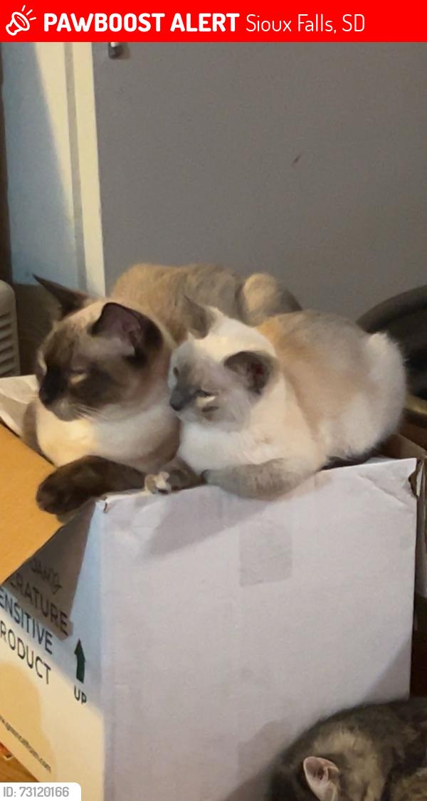 Lost Male Cat last seen Hermosa or benson off of cliff, Sioux Falls, SD 57104