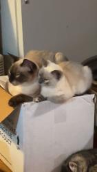 Lost Male Cat last seen Hermosa or benson off of cliff, Sioux Falls, SD 57104